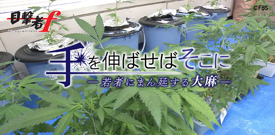 手を伸ばせばそこに~若者にまん延する大麻~ 手を伸ばせばそこに~若者にまん延する大麻~