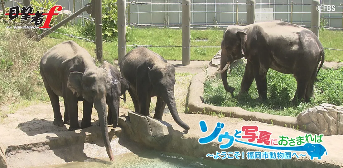 ゾウと写真におさまれば~ようこそ!福岡市動物園へ~ ゾウと写真におさまれば~ようこそ!福岡市動物園へ~