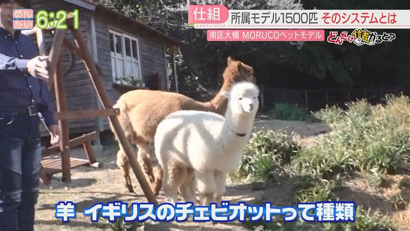 どんだけ儲かると?｜ペットモデル事務所