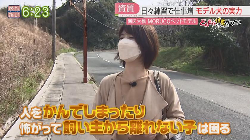 どんだけ儲かると?｜ペットモデル事務所