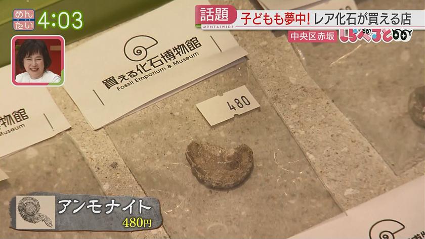 夕刊めんタイムリー｜全国初!?激レアな古代生物の化石が買える店が福岡に