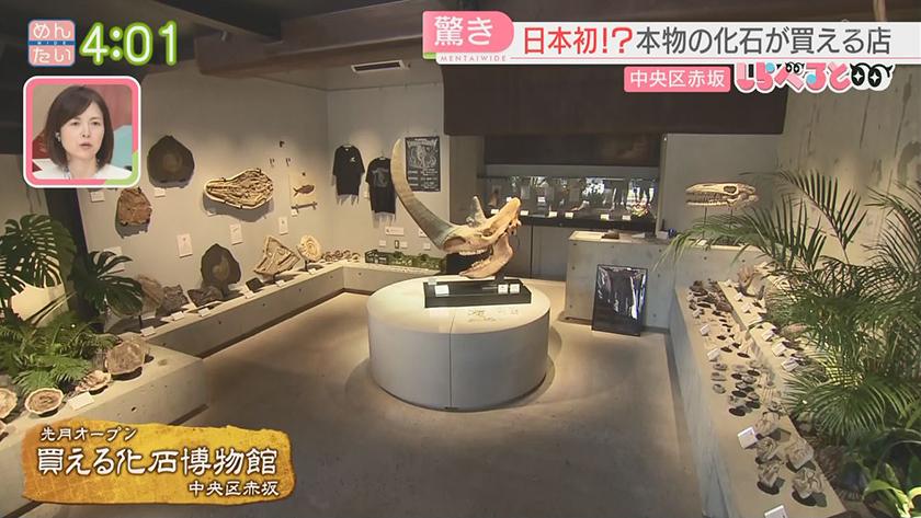 夕刊めんタイムリー｜全国初!?激レアな古代生物の化石が買える店が福岡に