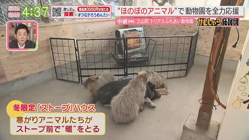 押忍!がむしゃら応援団｜今だけの癒やし姿を撮って動物園を応援
