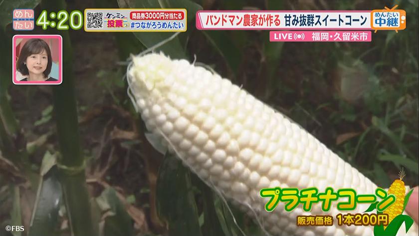 今が旬 バンドマンが作るスイートコーン農園 めんたいワイド Fbs福岡放送