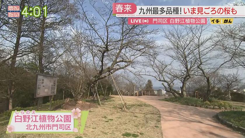 イチめん|制限のない花見 ことしの福岡桜事情 イチめん|制限のない花見 ことしの福岡桜事情