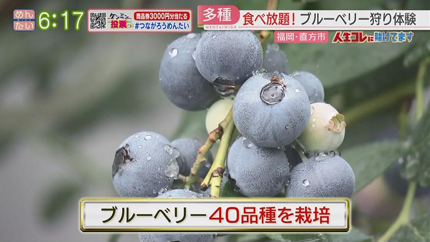 人生コレに賭けてます|看護師から転身!ブルーベリー農家 人生コレに賭けてます|看護師から転身!ブルーベリー農家