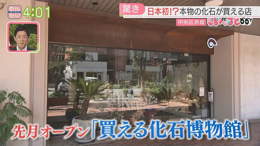 夕刊めんタイムリー｜全国初!?激レアな古代生物の化石が買える店が福岡に