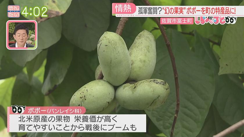 夕刊めんタイムリー｜しらべると～幻の果実“ポポー”を町の特産品に!～