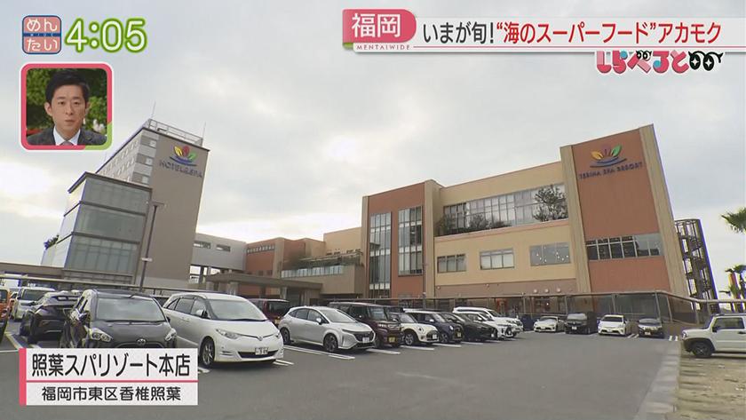 夕刊めんタイムリー|しらべると~今が旬!海のスーパーフード“アカモク”~ 夕刊めんタイムリー|しらべると~今が旬!海のスーパーフード“アカモク”~