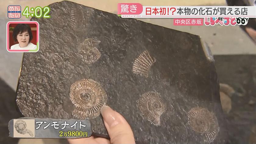 夕刊めんタイムリー｜全国初!?激レアな古代生物の化石が買える店が福岡に
