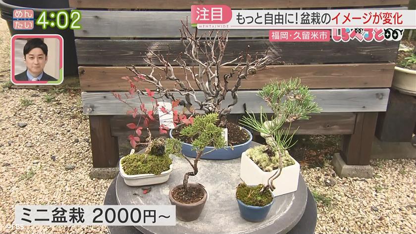 しらべると ～いま若者や外国人に盆栽が人気!なぜ?～｜めんたいワイド