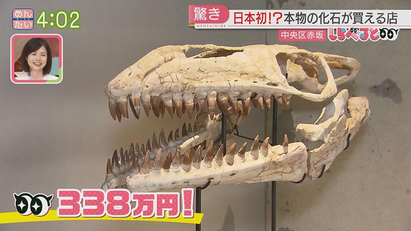 夕刊めんタイムリー｜全国初!?激レアな古代生物の化石が買える店が福岡に