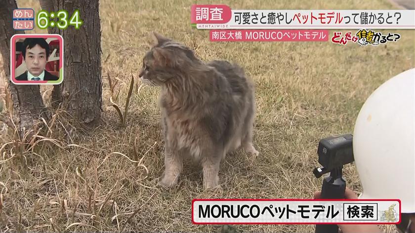 どんだけ儲かると?｜ペットモデル事務所