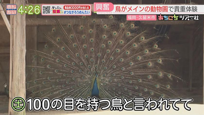 あちこちツアー社【新企画】｜夏にイチオシ!久留米ドライブ