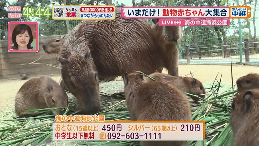 いまだけ 動物の赤ちゃん大集合 海の中道 めんたいワイド Fbs福岡放送