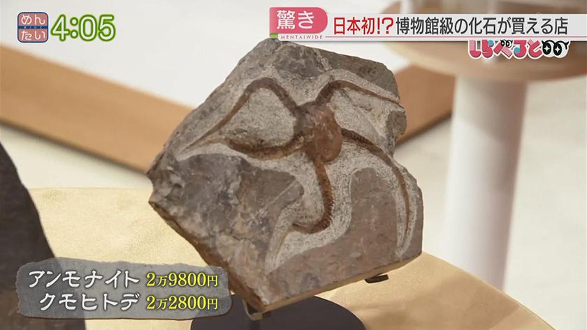 夕刊めんタイムリー｜全国初!?激レアな古代生物の化石が買える店が福岡に