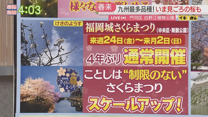 イチめん|制限のない花見 ことしの福岡桜事情 イチめん|制限のない花見 ことしの福岡桜事情