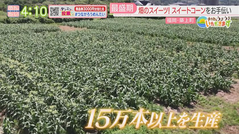 大地のうまうまいただきます【週替わり新企画】｜スイートコーン(築上町)　前編