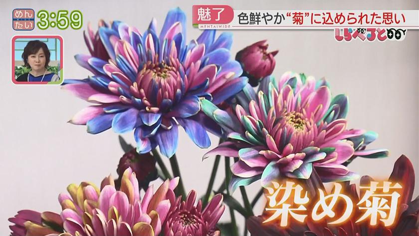 夕刊めんタイムリー｜しらべると「過疎化する山間の町を“染め菊”で町おこし(唐津市厳木町)」