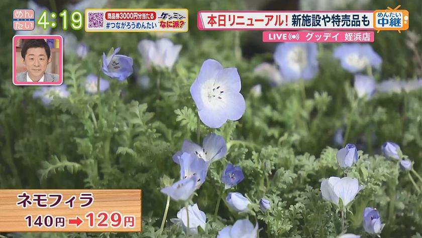 グッデイリニューアル めんたいワイド Fbs福岡放送