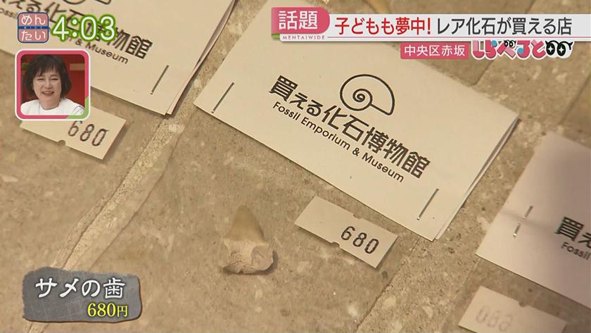 夕刊めんタイムリー｜全国初!?激レアな古代生物の化石が買える店が福岡に