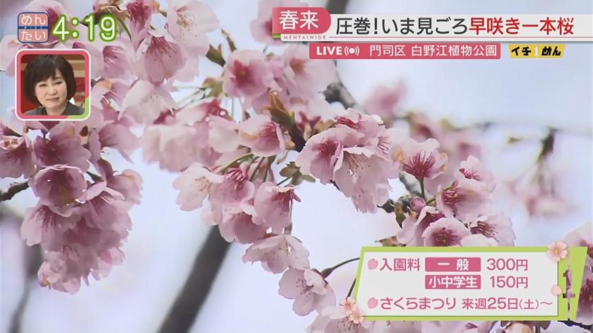 イチめん|制限のない花見 ことしの福岡桜事情 イチめん|制限のない花見 ことしの福岡桜事情