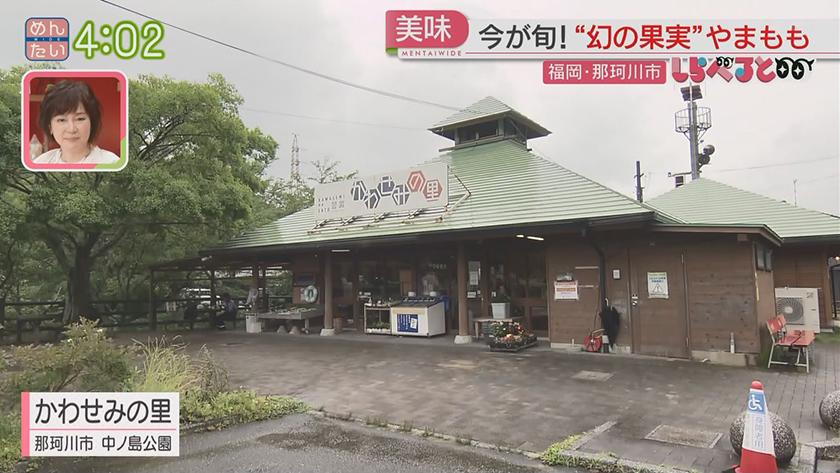 夕刊めんタイムリー｜しらべると　那珂川市で発見!幻の果実“やまもも”大調査
