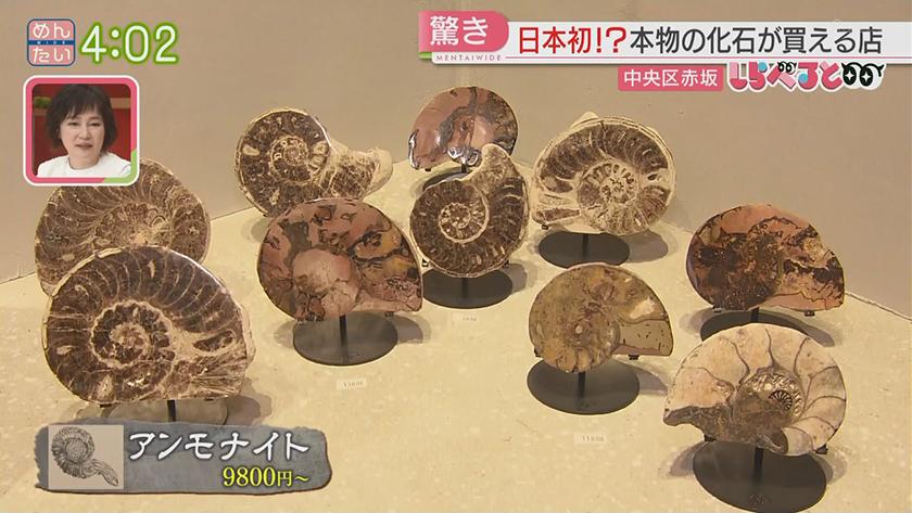 夕刊めんタイムリー｜全国初!?激レアな古代生物の化石が買える店が福岡に